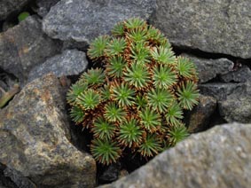 Armeria juniperifolia 'Spiny Dwarf Form'